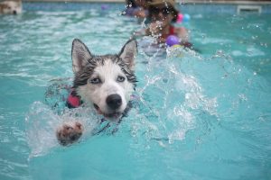 Siberian husky swimming with children